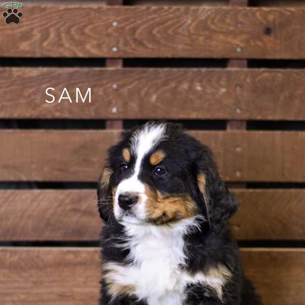 Sam, Bernese Mountain Dog Puppy